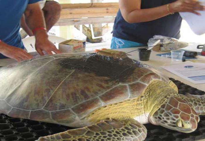 WCS: Kenakan Penyelundup Reptil UU Konservasi